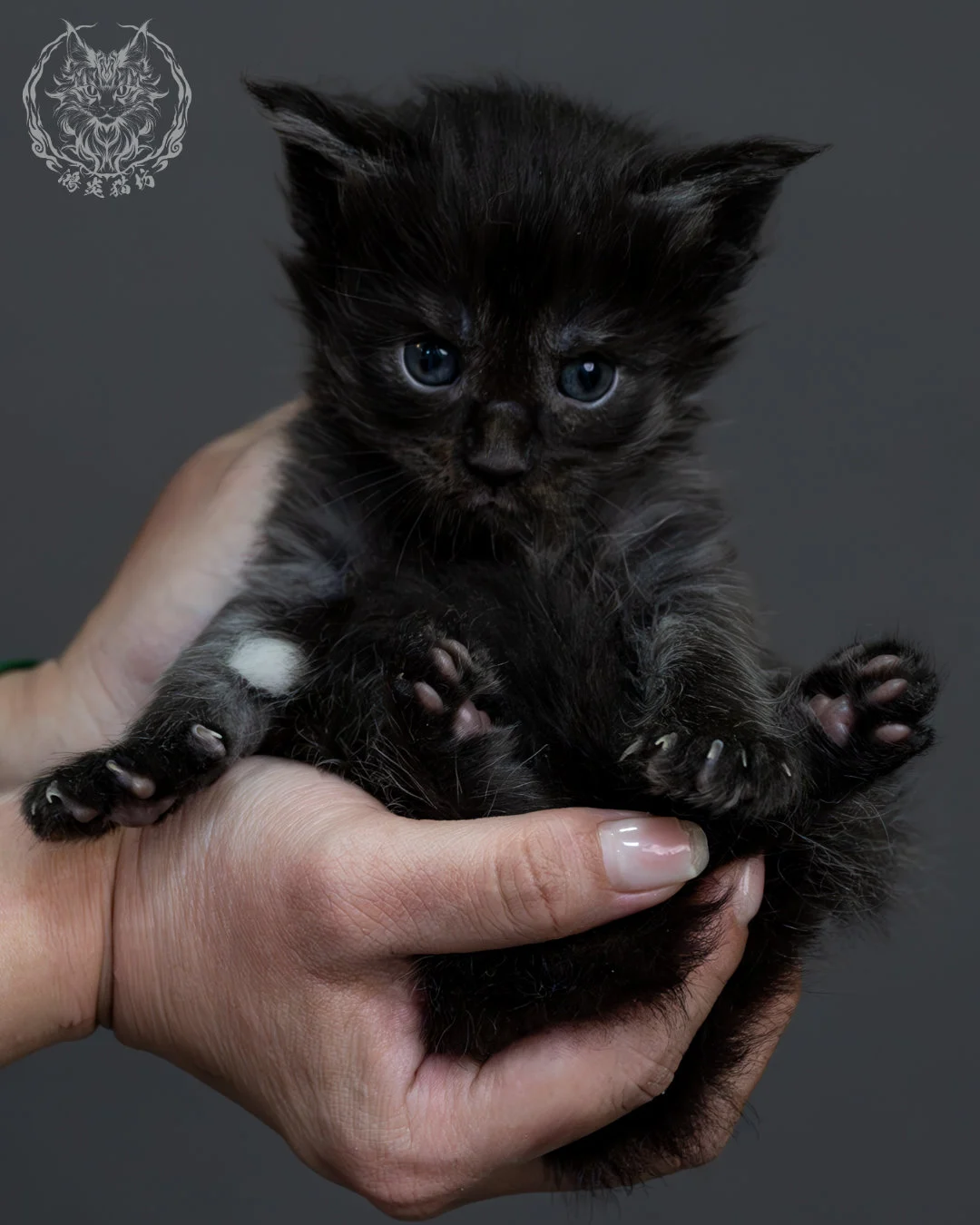 黑煙燻緬因貓 13