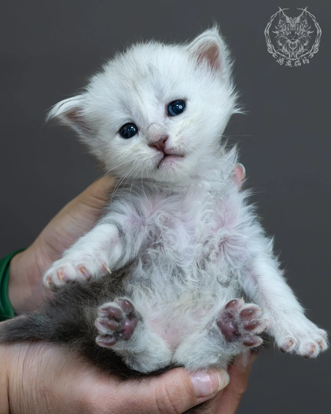 藍銀虎斑緬因貓 13