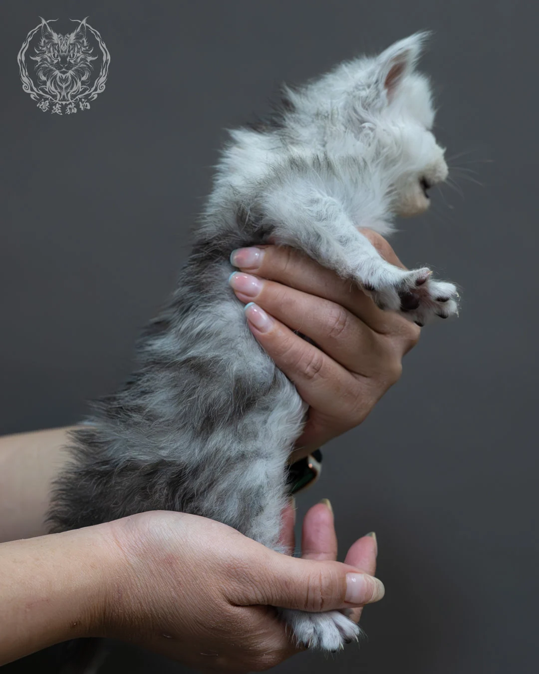 黑高煙緬因貓 10