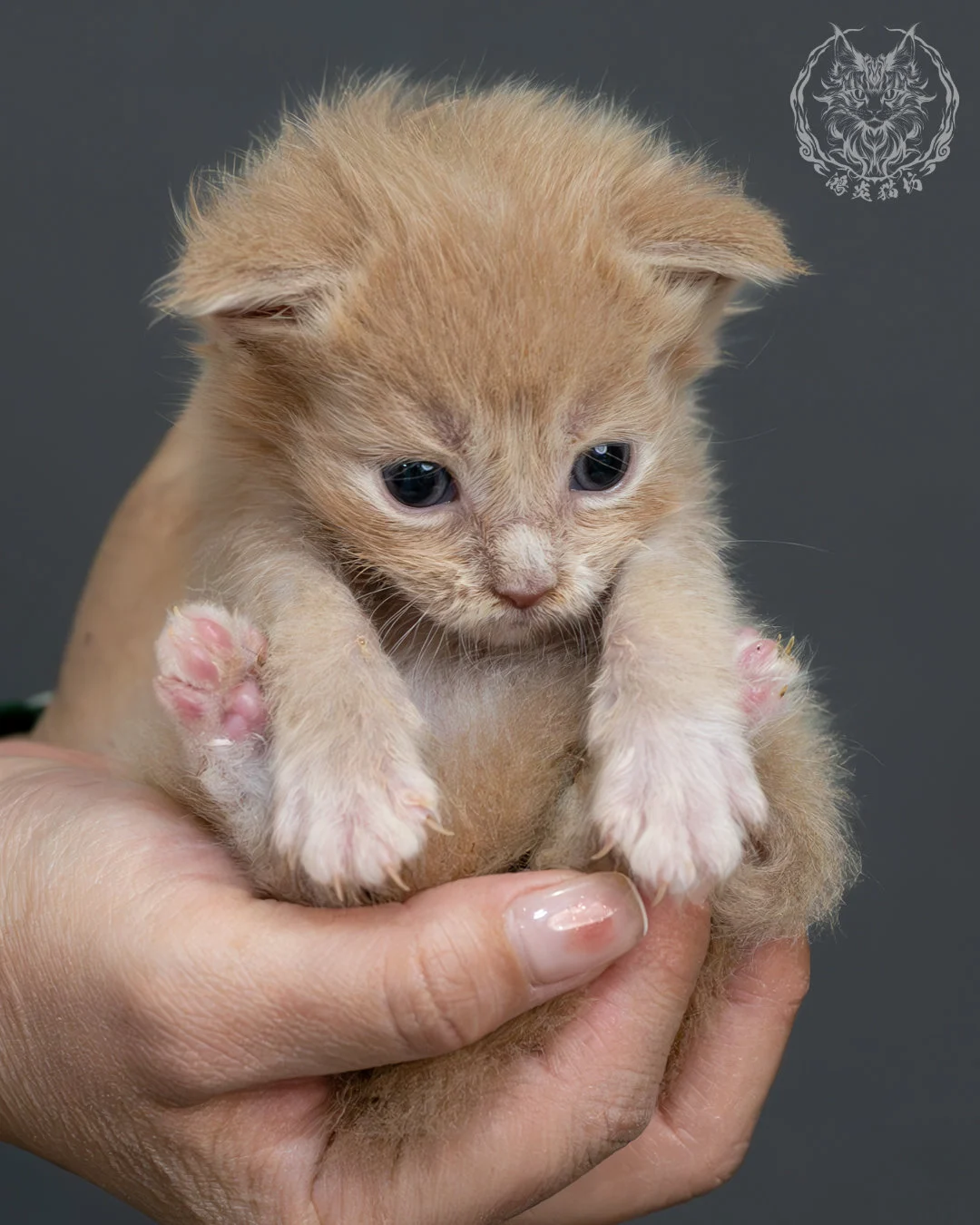 奶油虎斑緬因貓 13