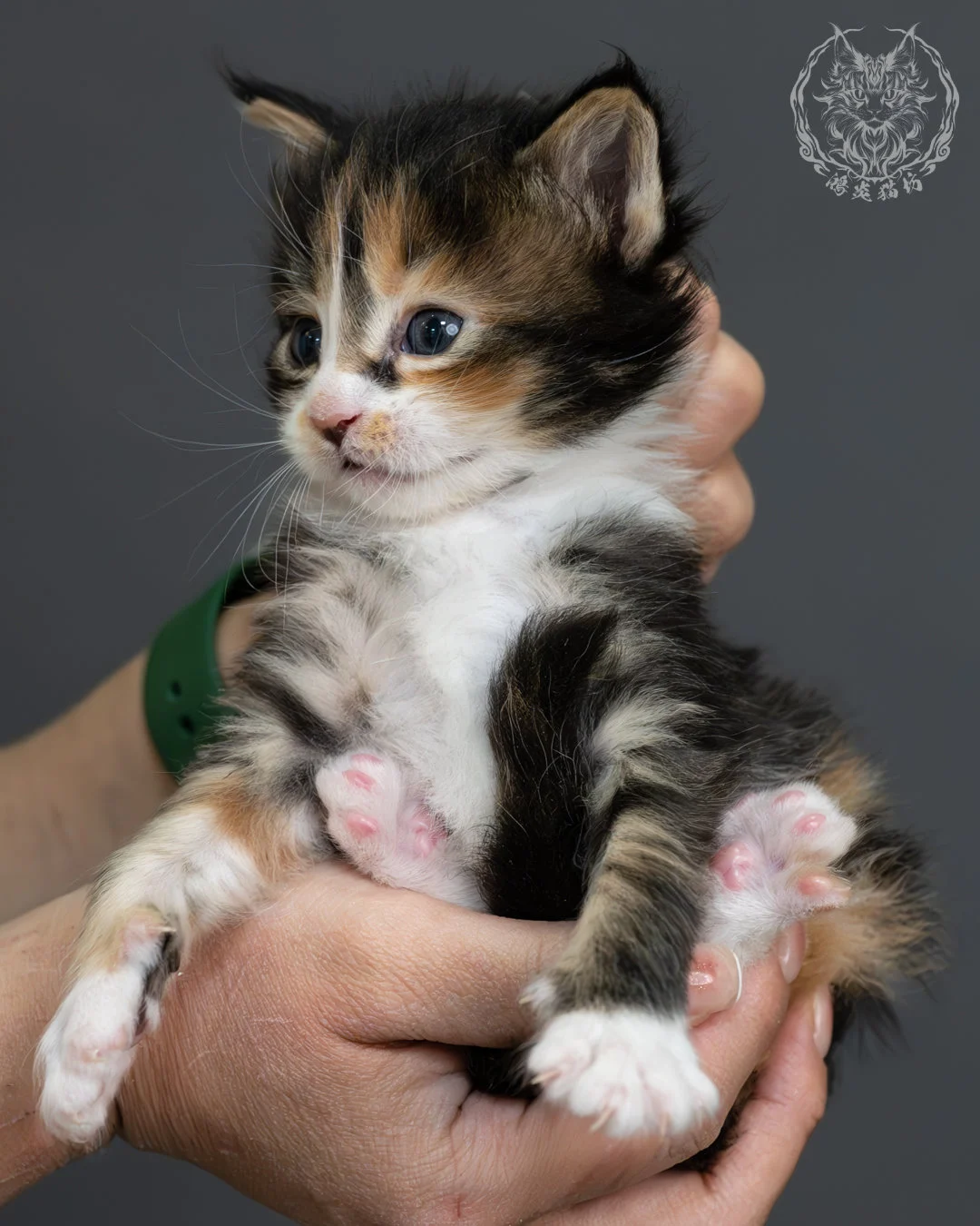 虎斑玳帽緬因貓 12