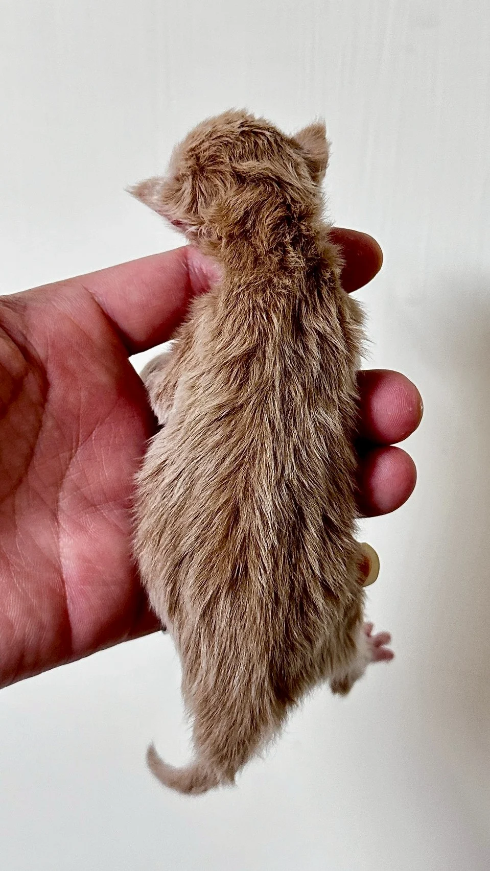 Line Album 2026331 260331 10