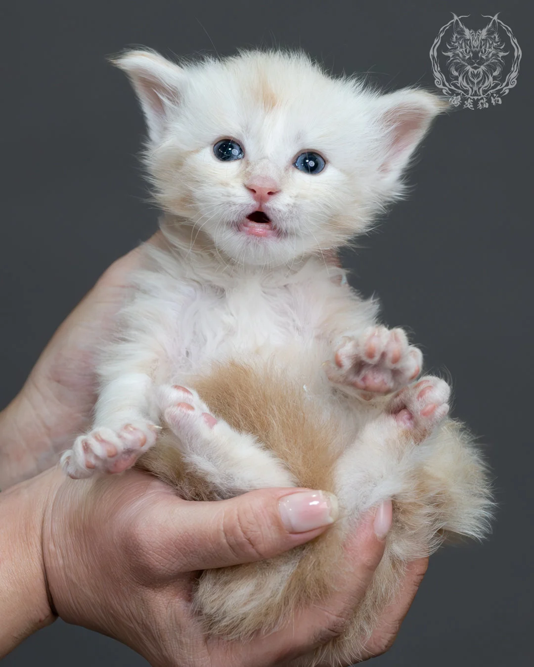 紅銀虎斑緬因貓 11