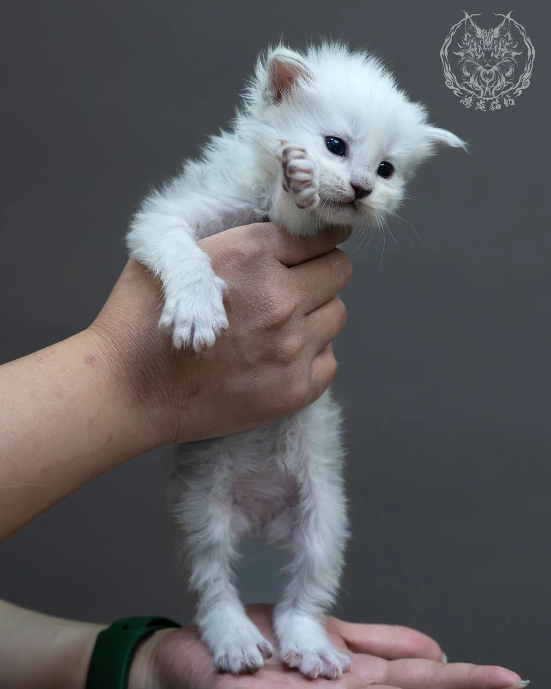 黑銀貝殼緬因貓 3