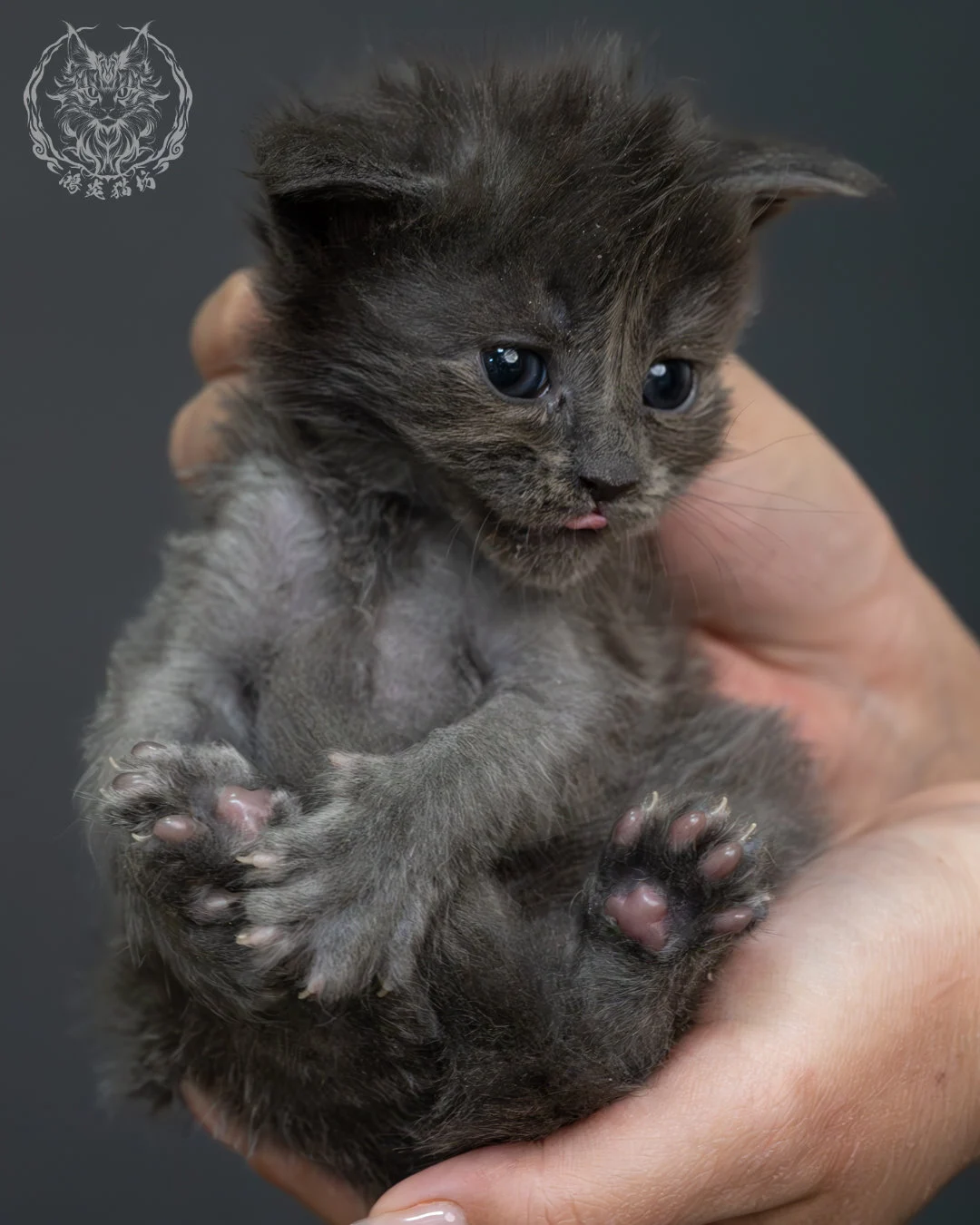 藍煙燻緬因貓 19