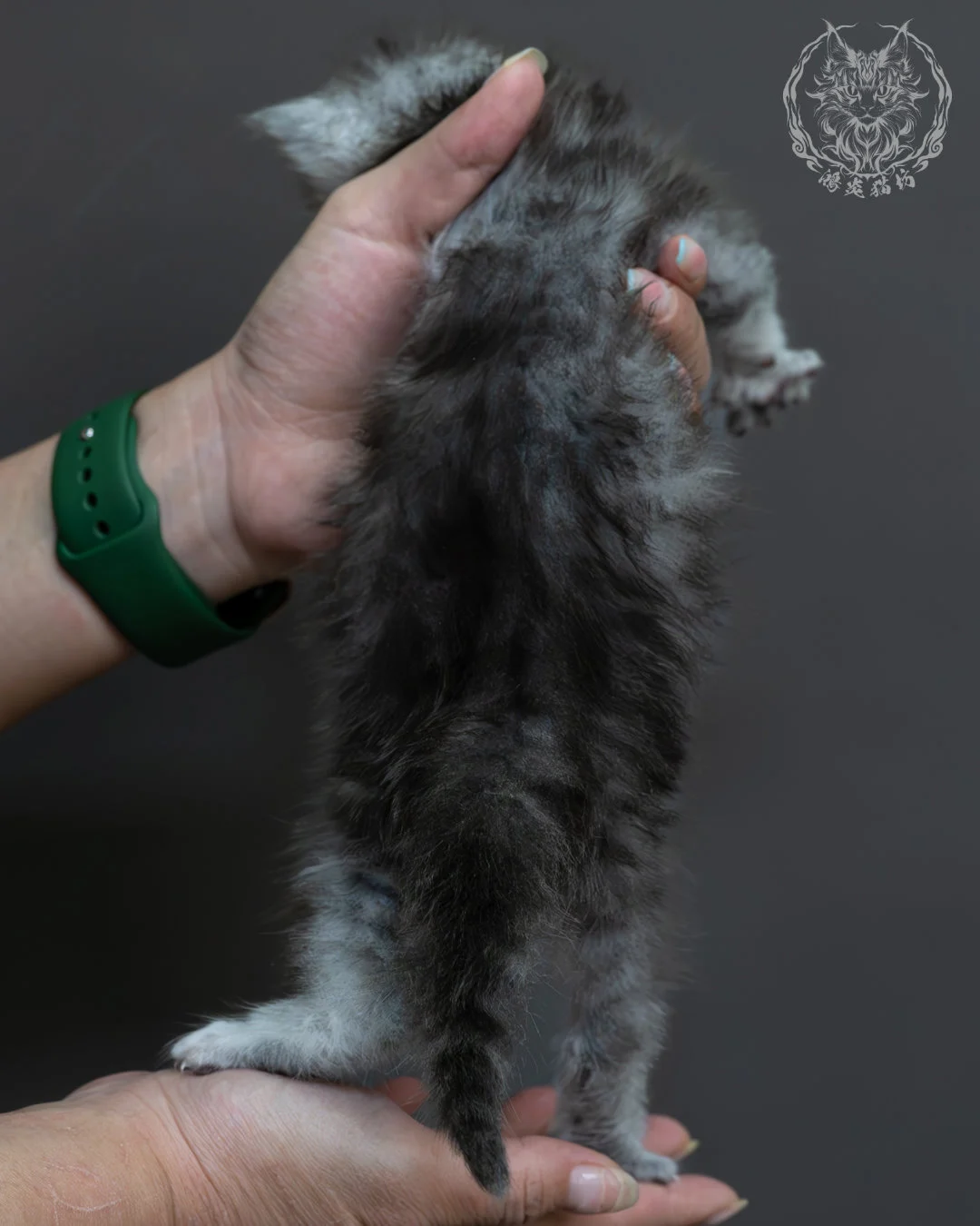 藍銀虎斑緬因貓 9