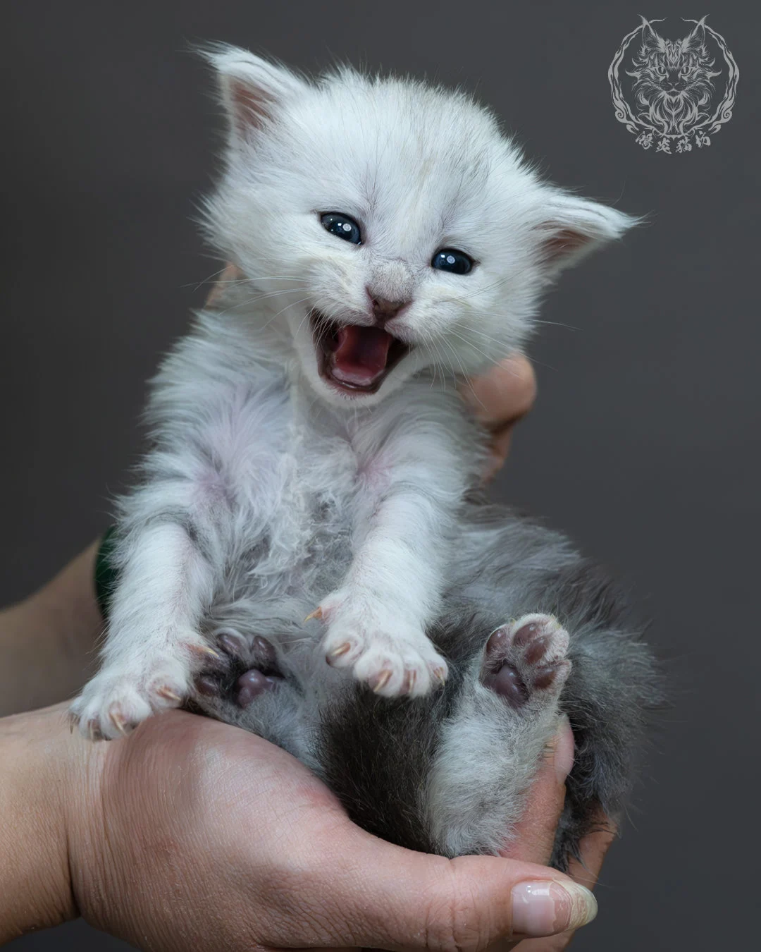 藍銀虎斑緬因貓 20