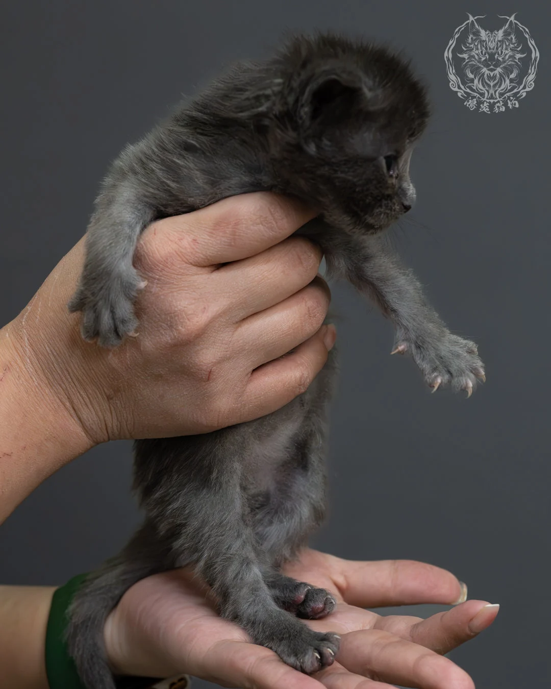 藍煙燻緬因貓 3