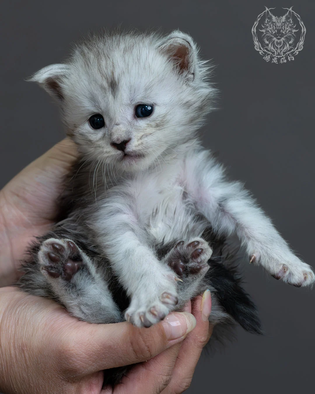 黑銀虎斑緬因貓 7