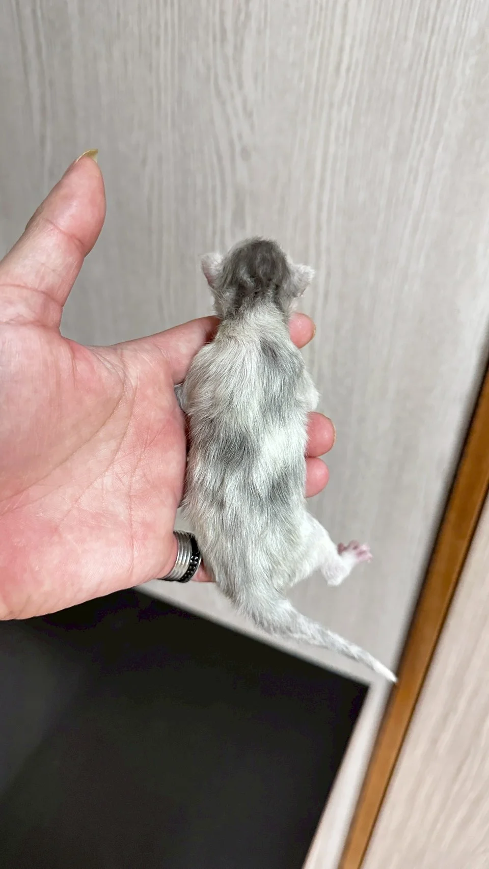 黑銀陰影緬因貓1天記錄