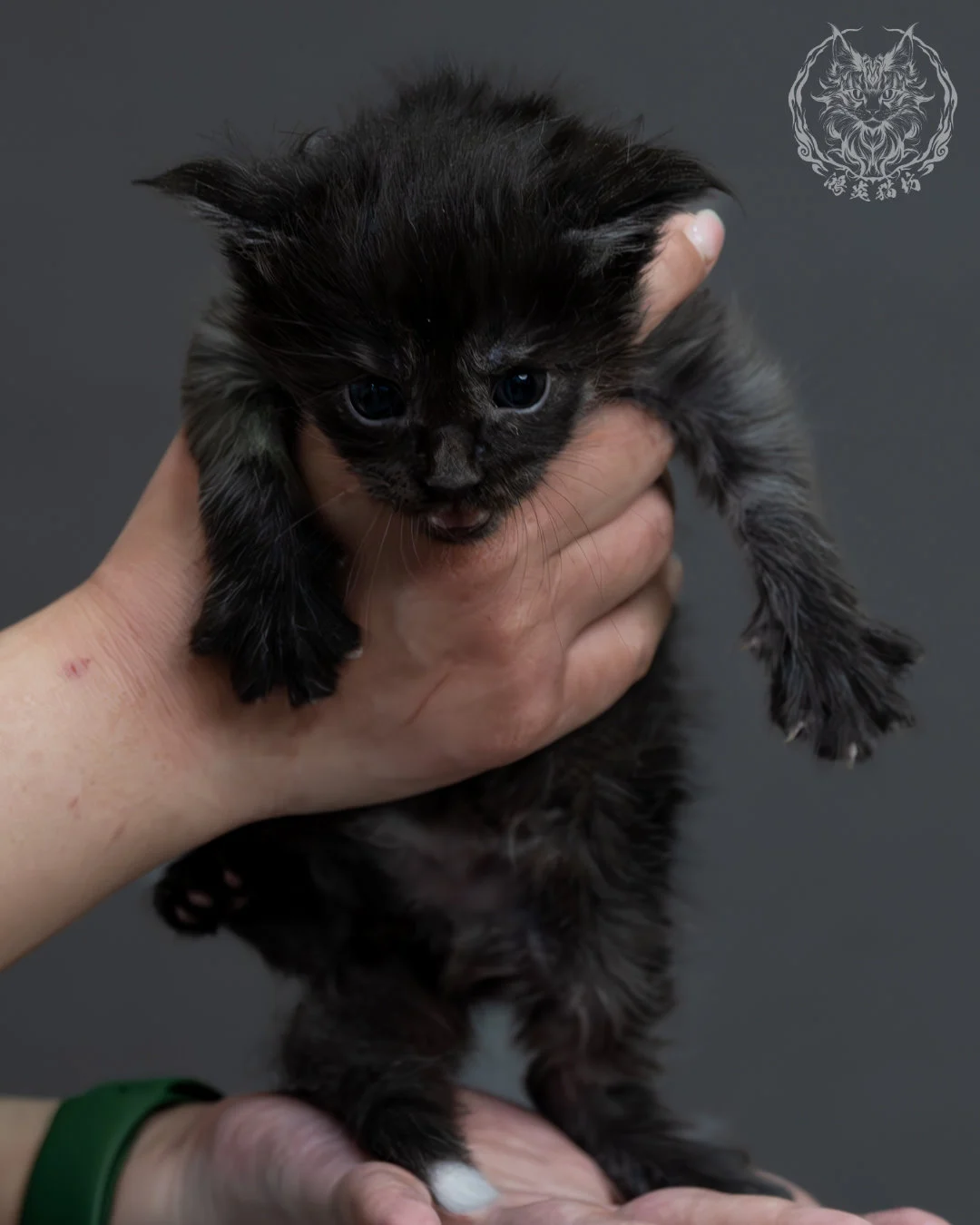 黑煙燻緬因貓 1