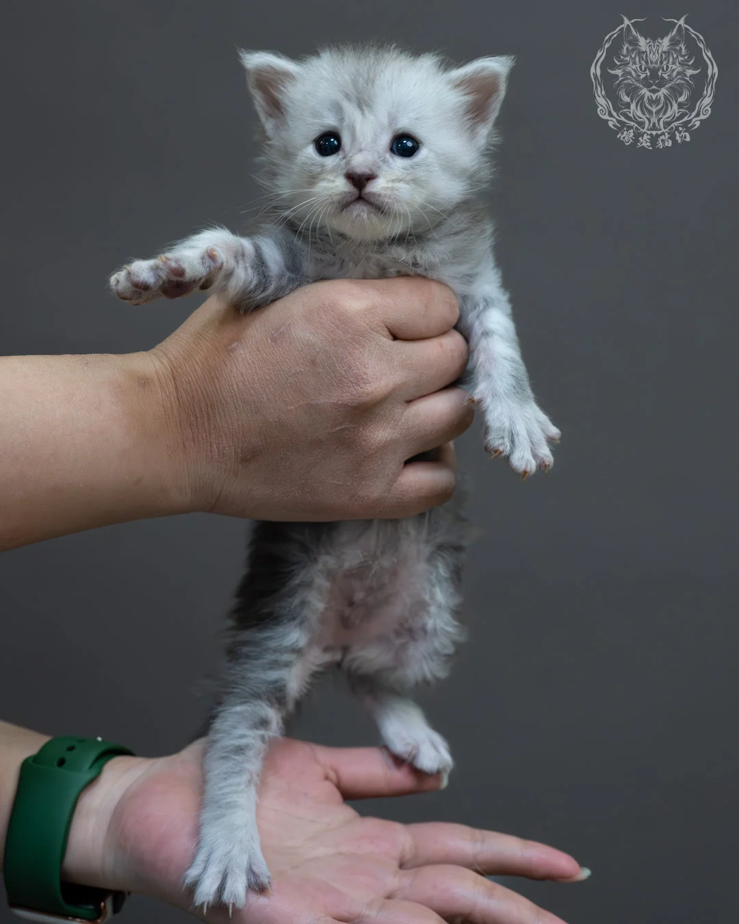 藍銀虎斑緬因貓 3