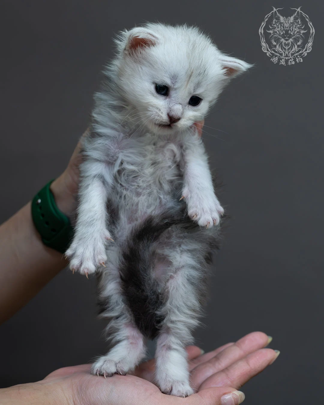 藍銀虎斑緬因貓 6