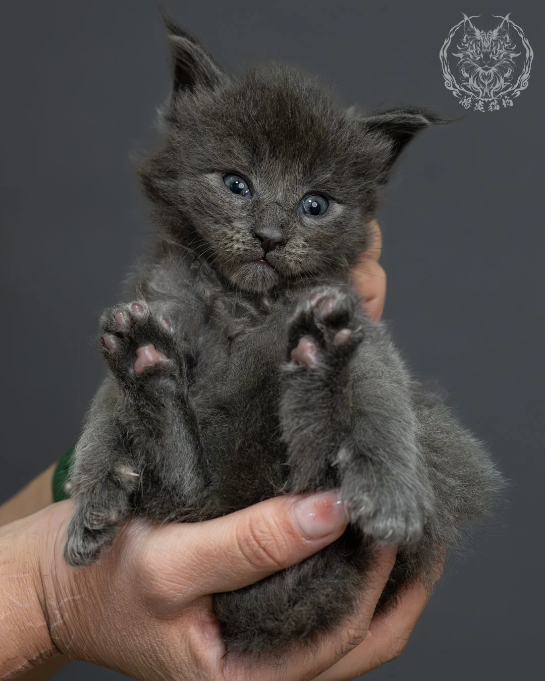 藍煙燻緬因貓 3