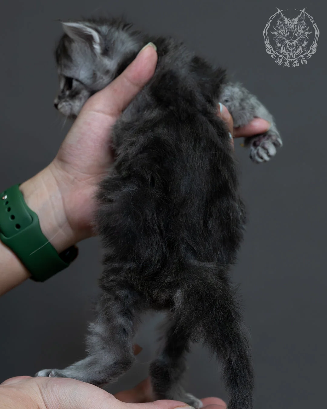 藍銀虎斑緬因貓 7