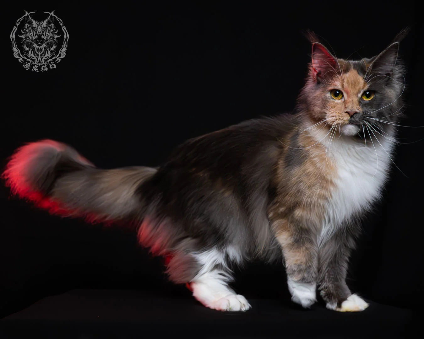 藍乳玳帽緬因貓 19