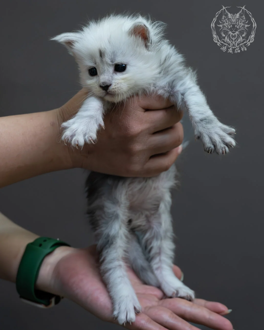 黑高煙緬因貓 3