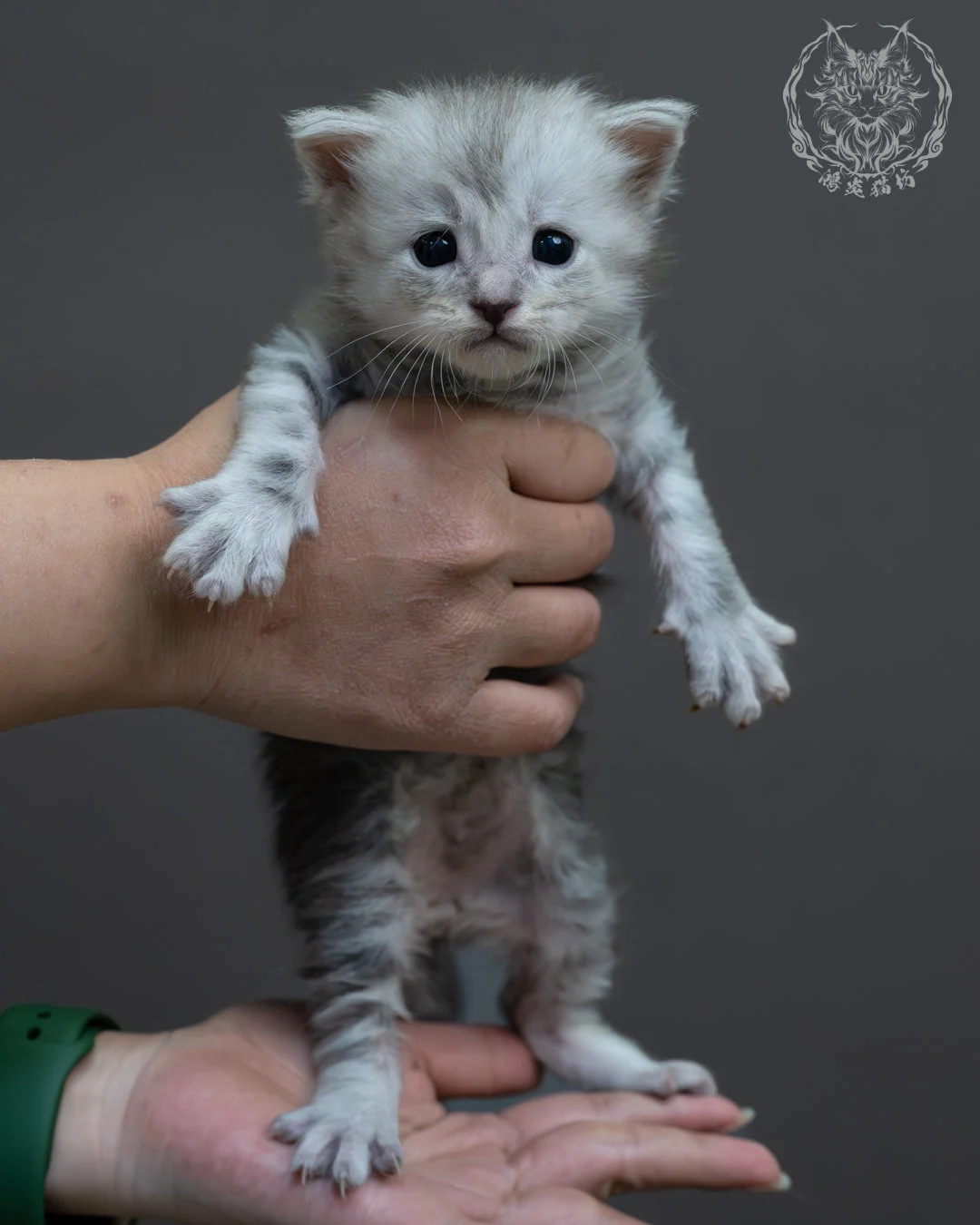 藍銀虎斑緬因貓 1