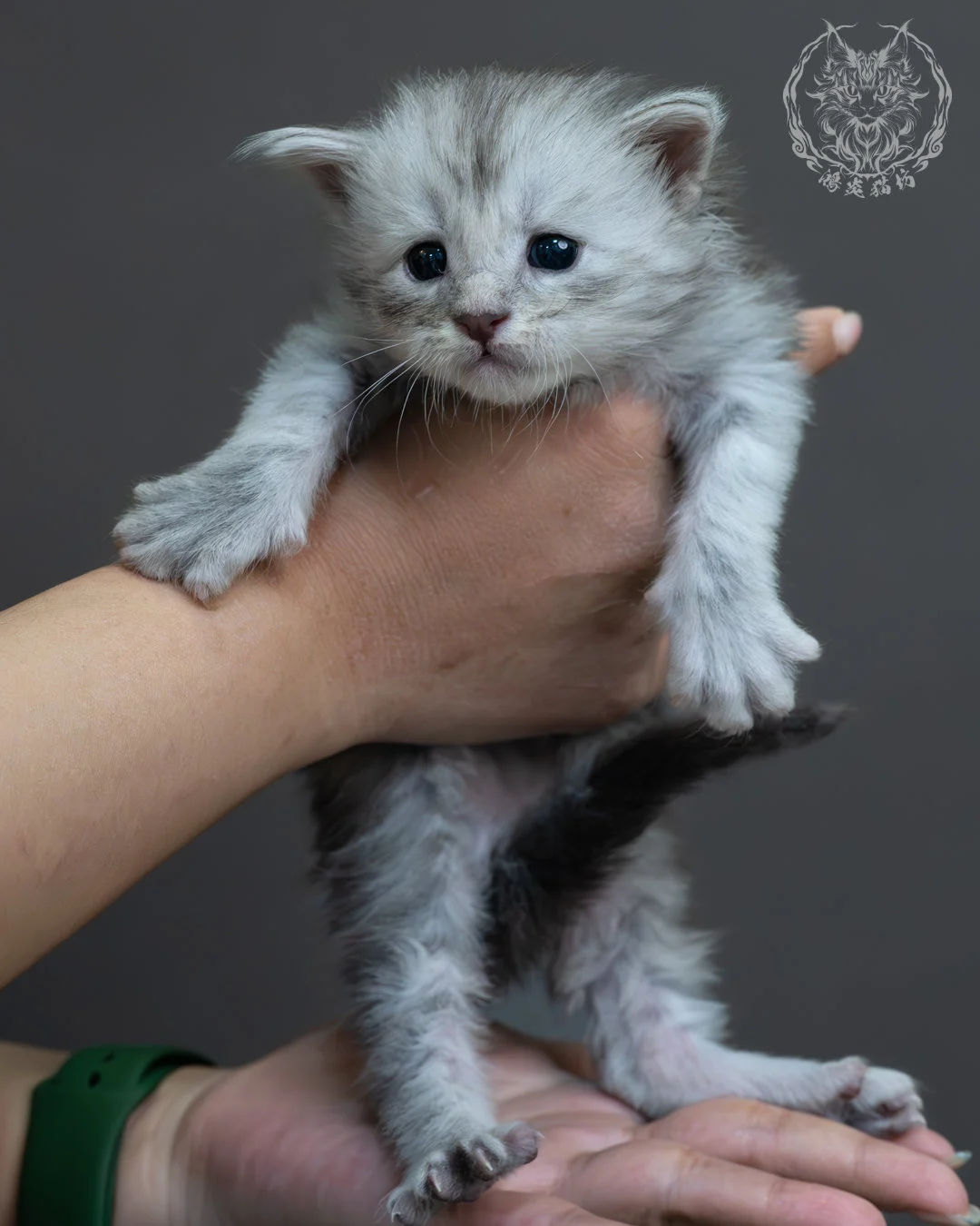 藍銀虎斑緬因貓 4