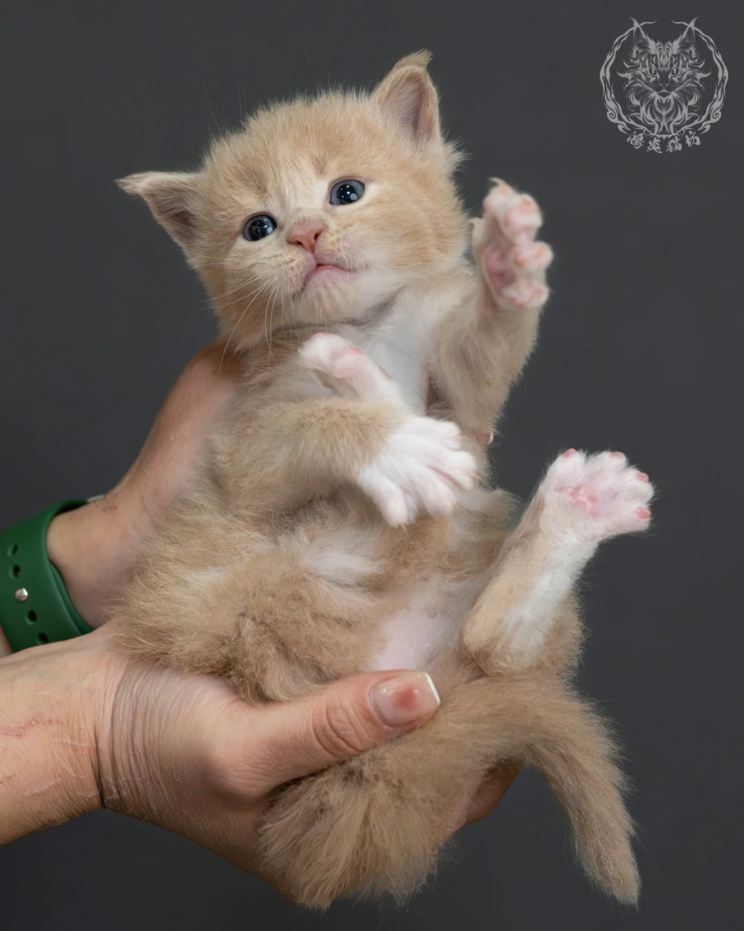 奶油虎斑緬因貓 19