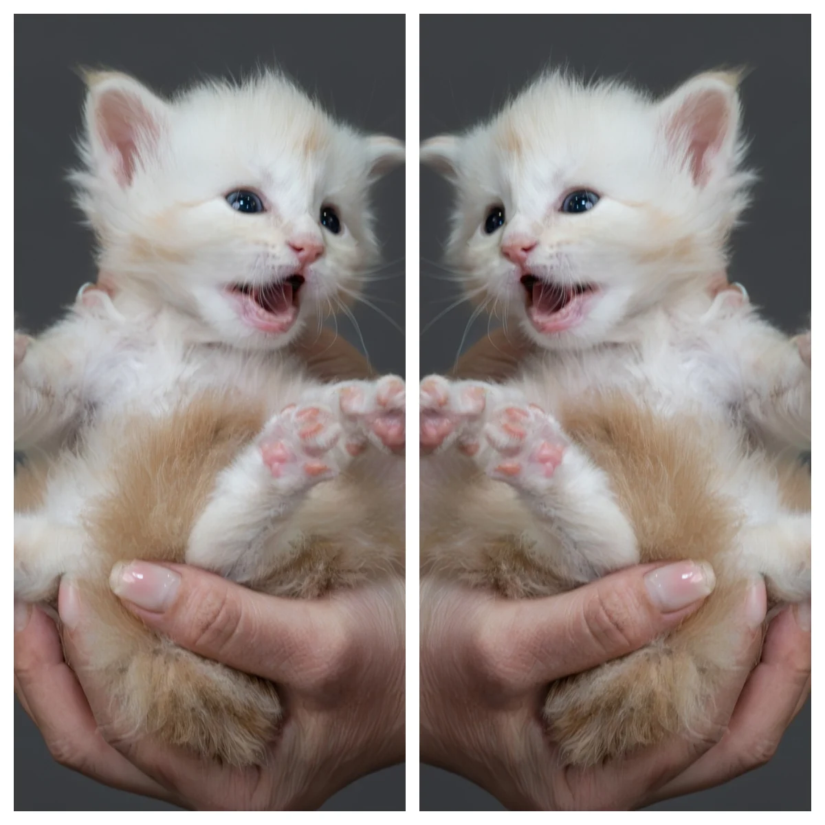 紅銀虎斑緬因貓4周記錄