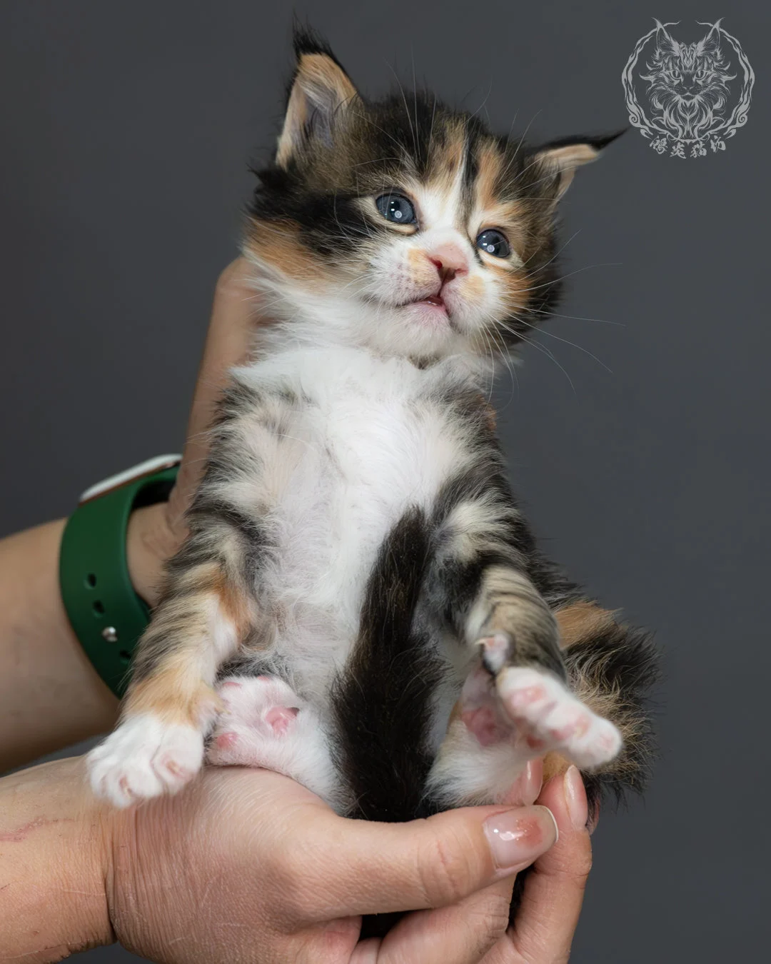 虎斑玳帽緬因貓 10