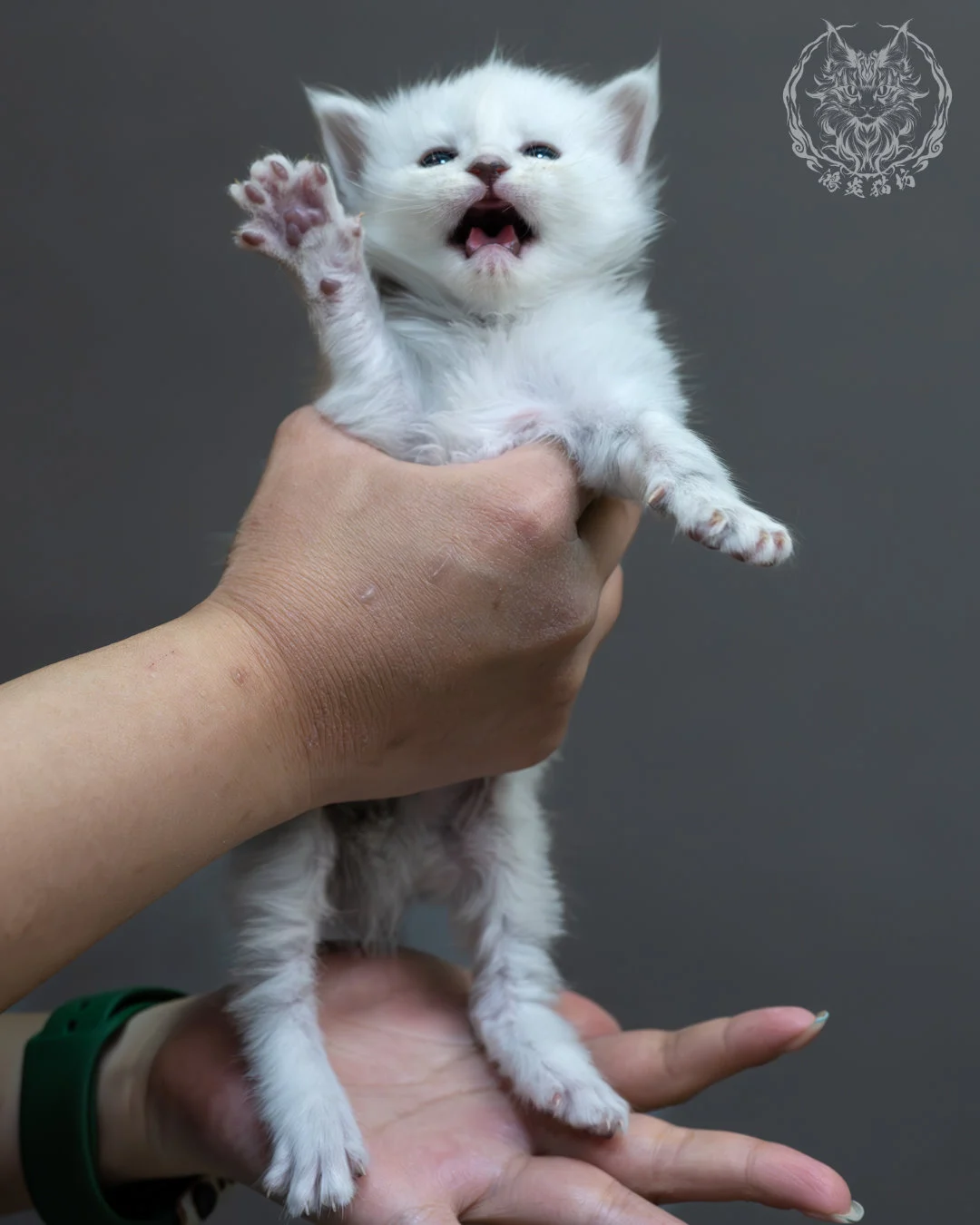 黑銀陰影緬因貓 4