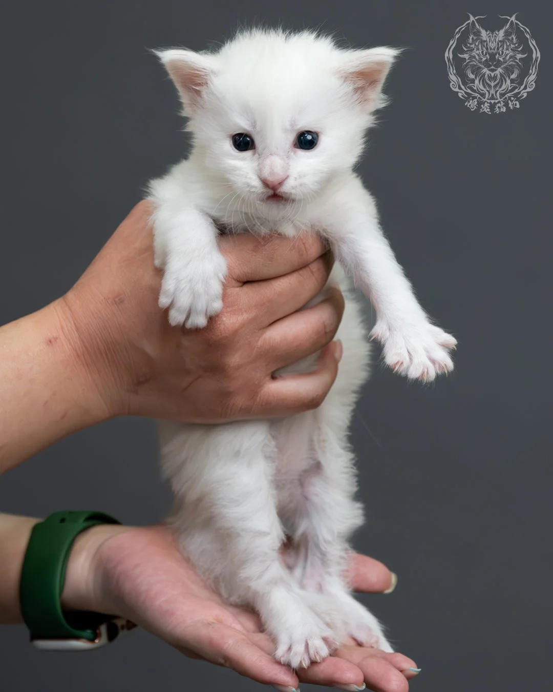 紅銀貝殼色緬因貓 3