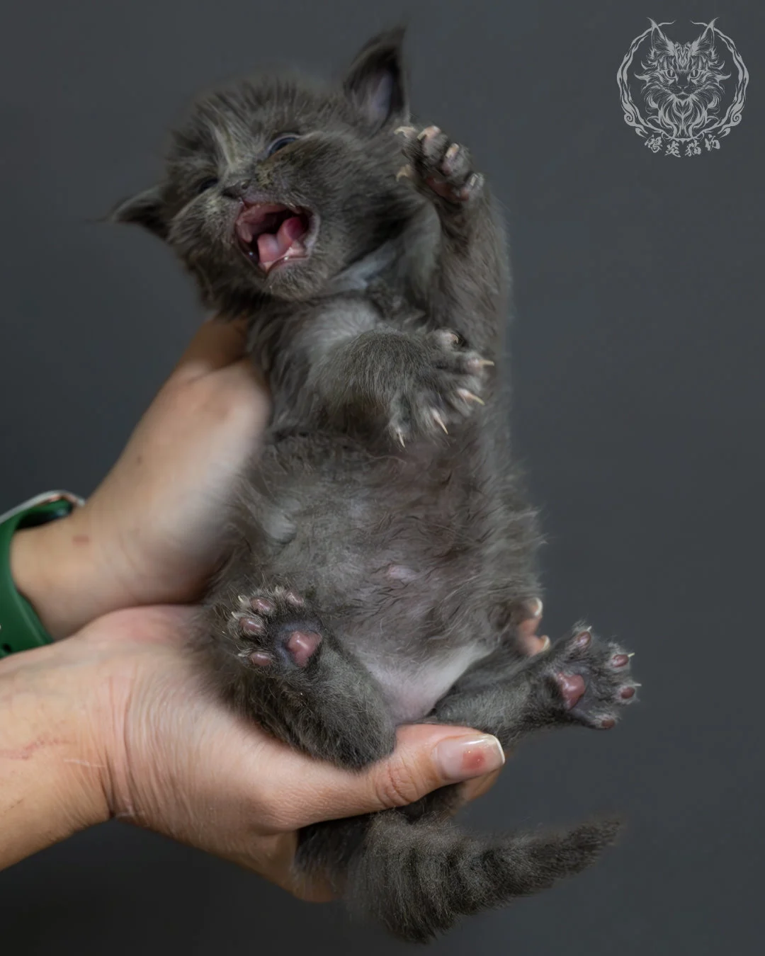 藍煙燻緬因貓 10