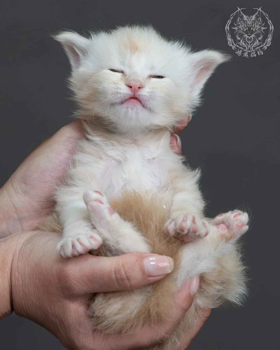 紅銀虎斑緬因貓 12