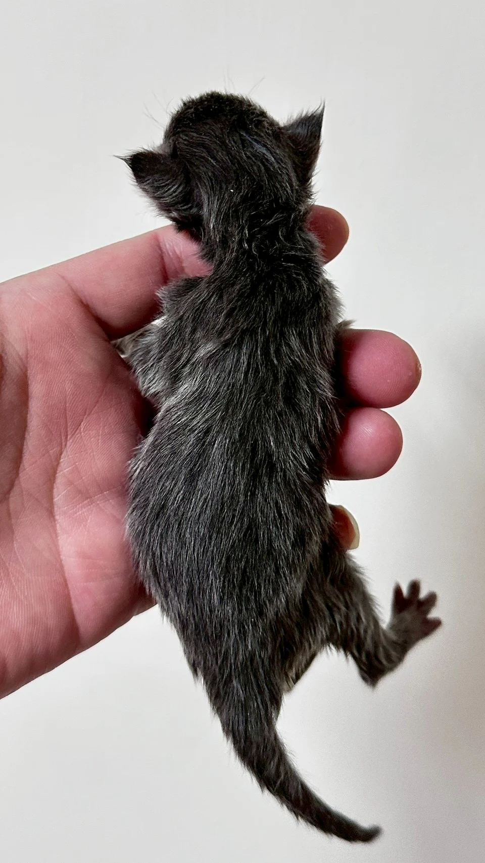 藍煙燻緬因貓1天記錄