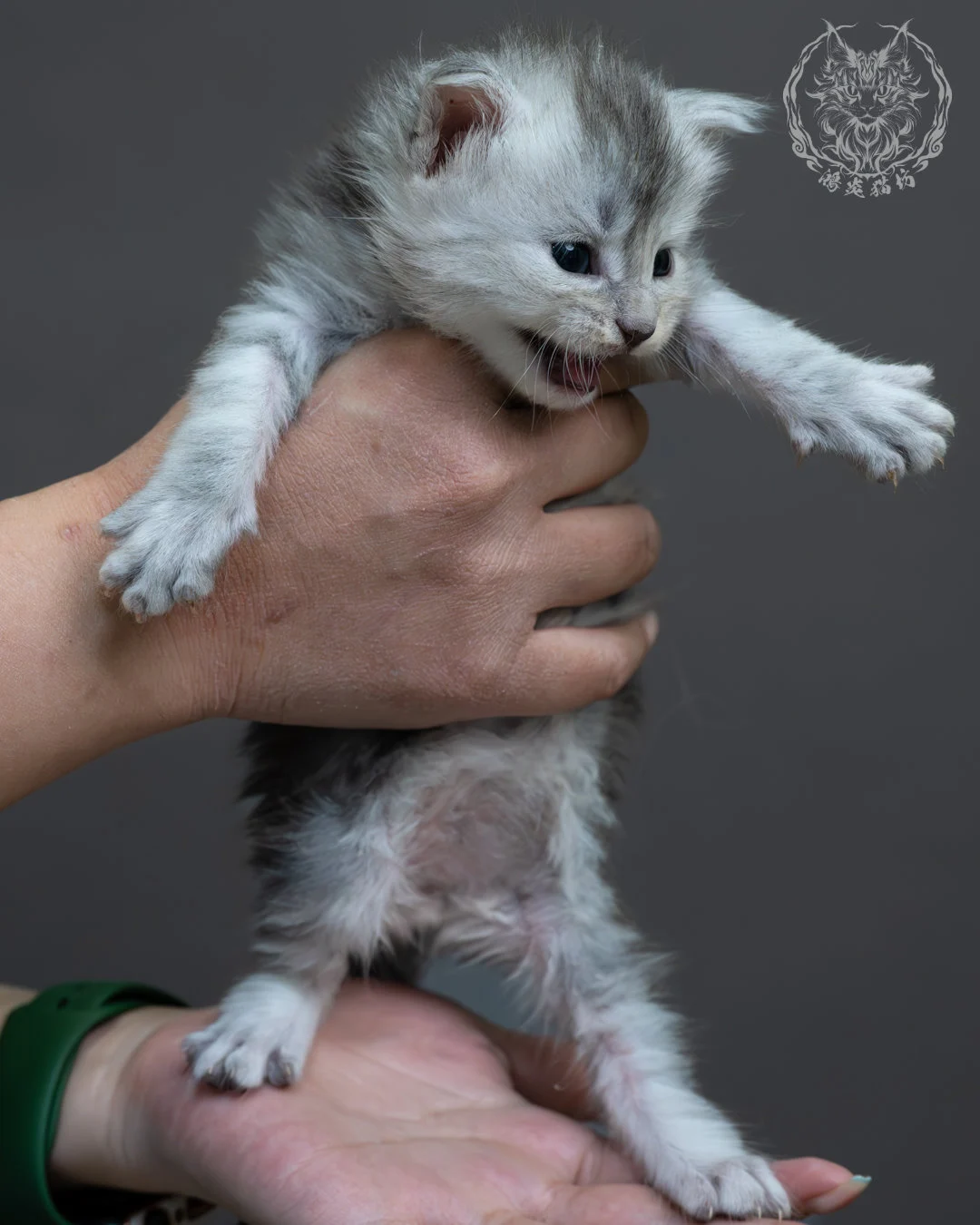 藍銀虎斑緬因貓 2