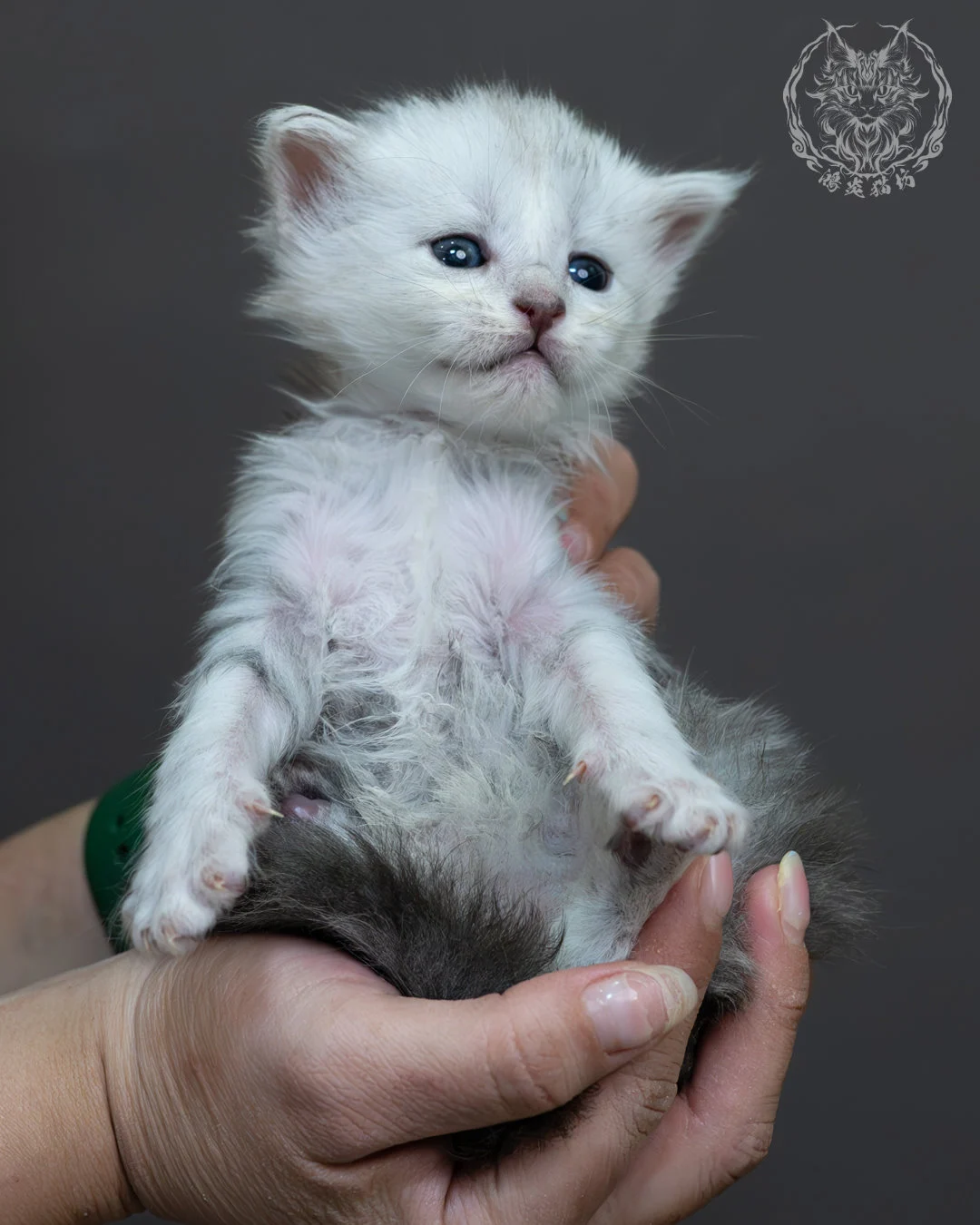 藍銀虎斑緬因貓 14