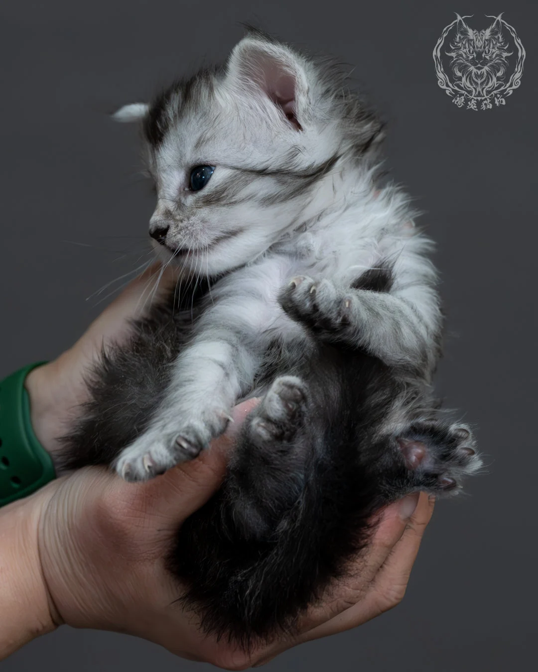 黑銀虎斑緬因貓 10