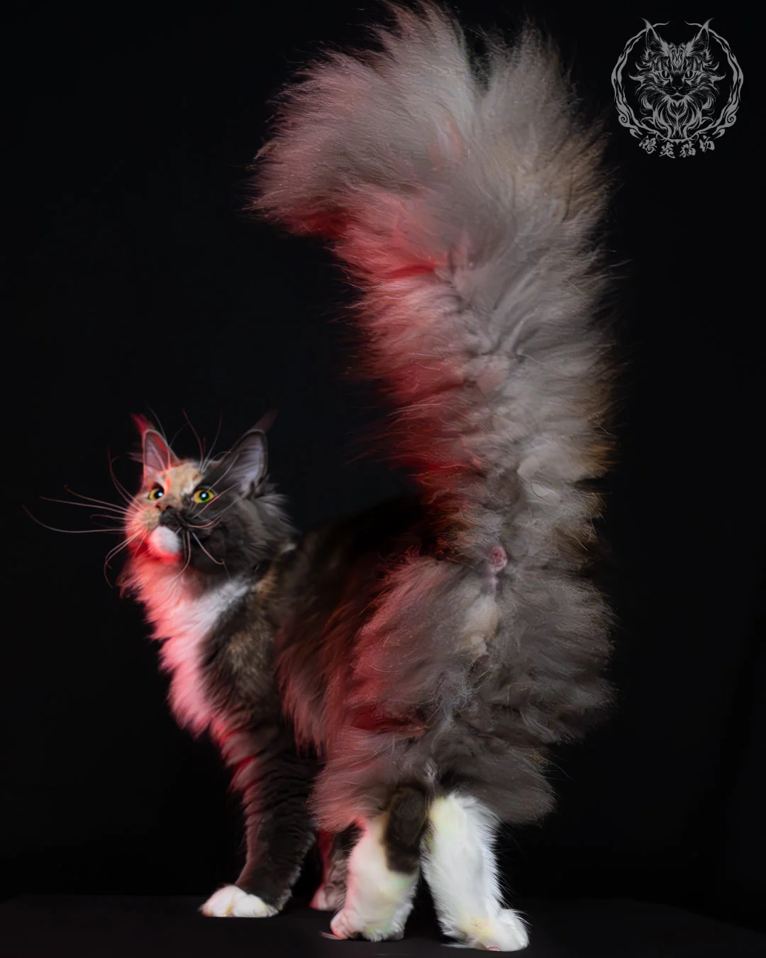 藍乳玳帽緬因貓 8