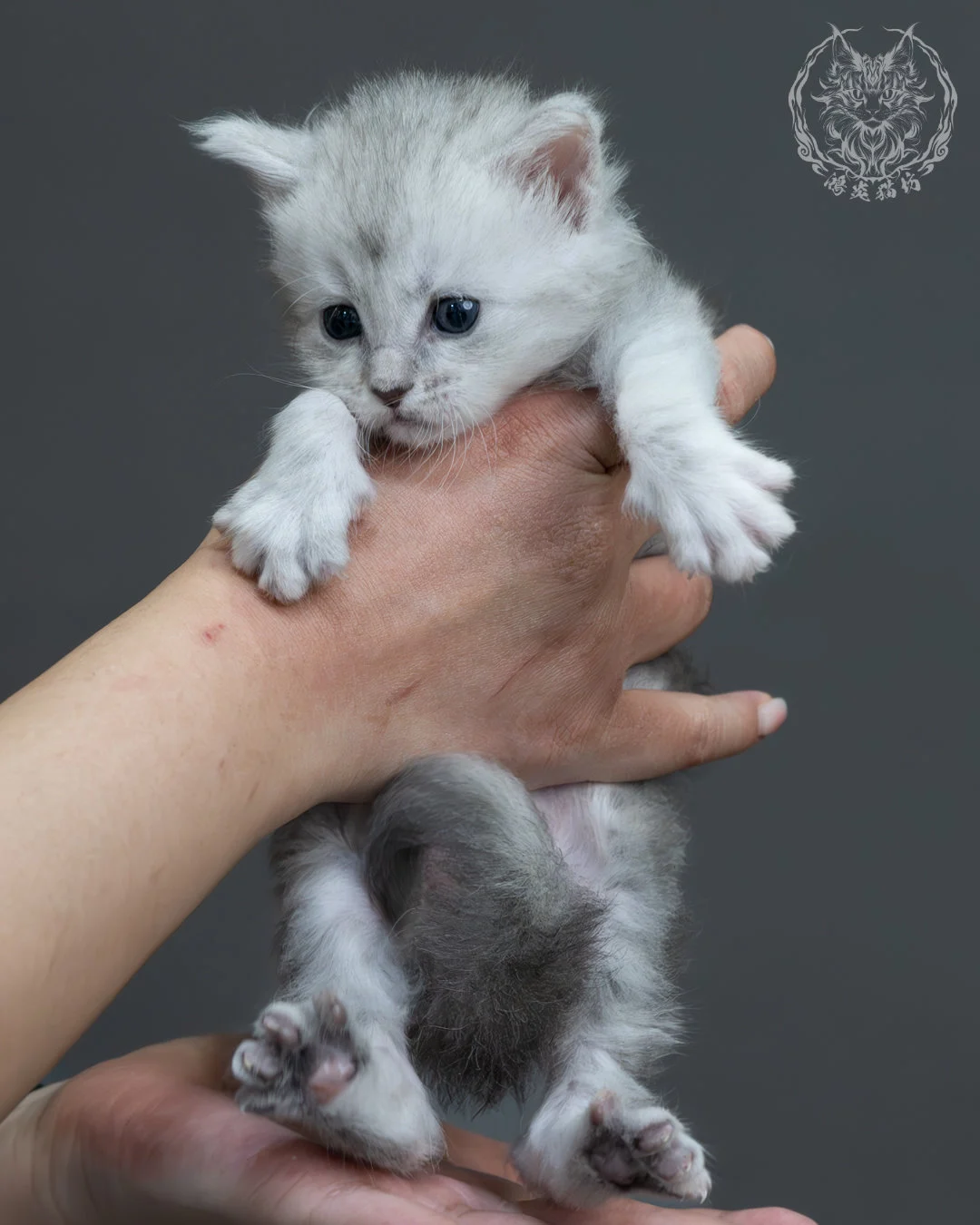 藍銀陰影緬因貓 7