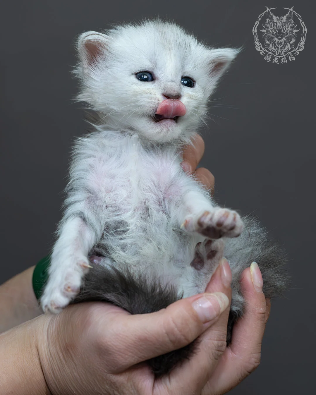 藍銀虎斑緬因貓 15