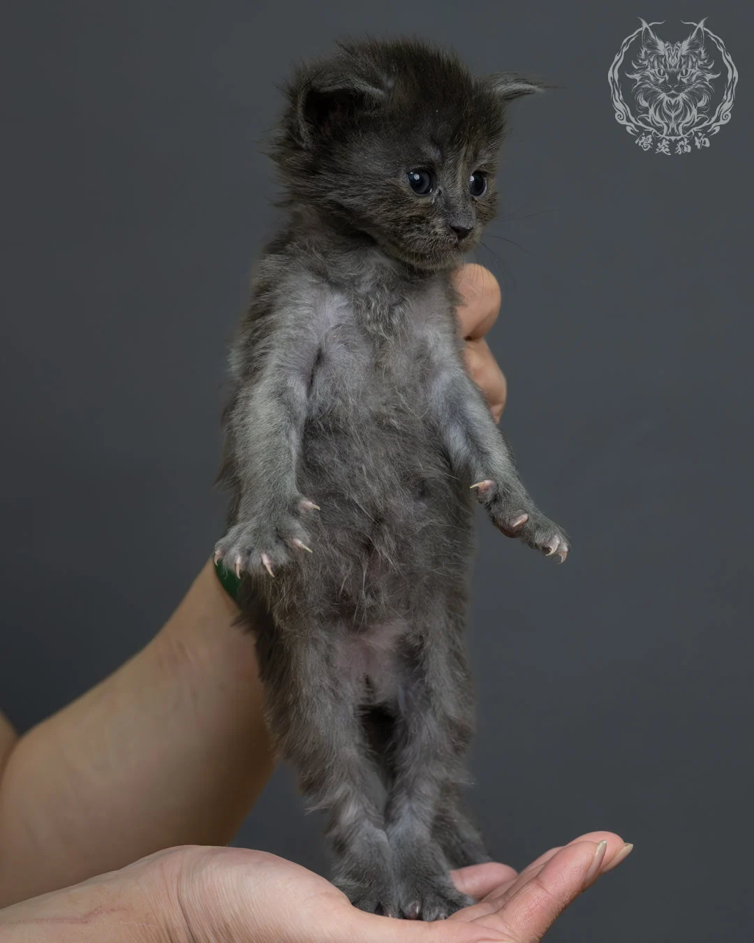 藍煙燻緬因貓 4