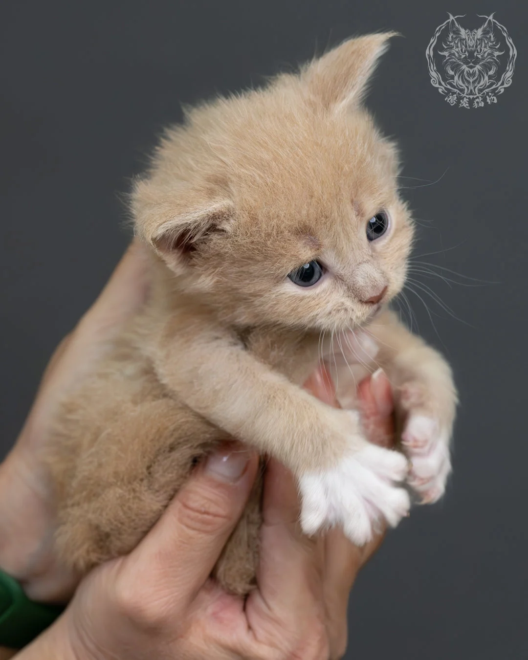 奶油虎斑緬因貓 18