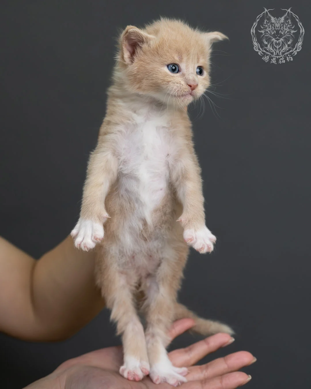 奶油虎斑緬因貓 8