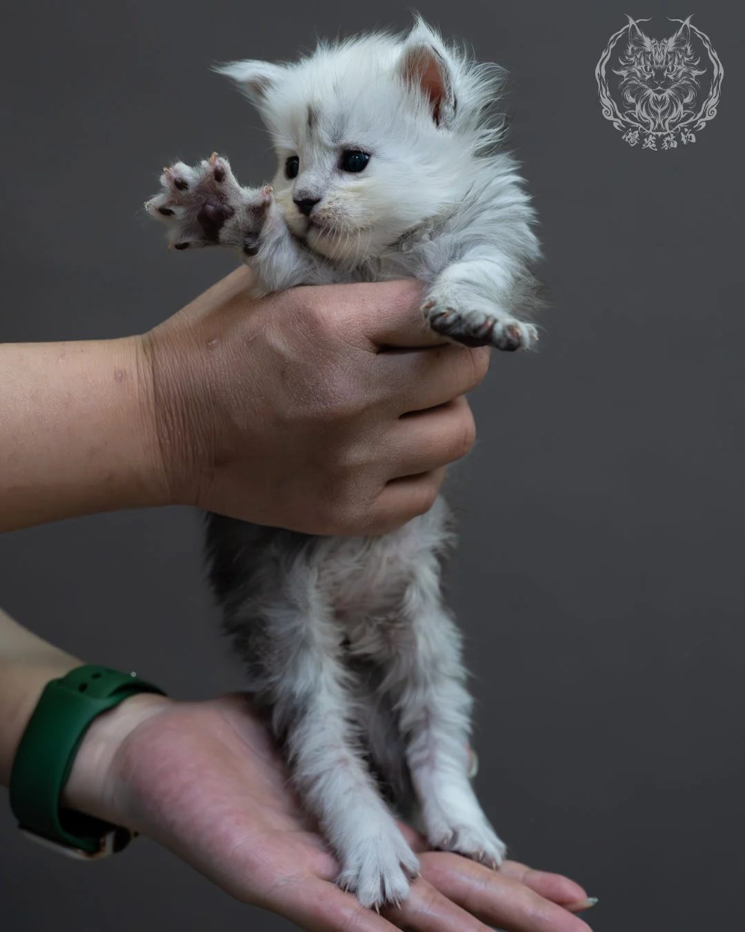 黑高煙緬因貓 5