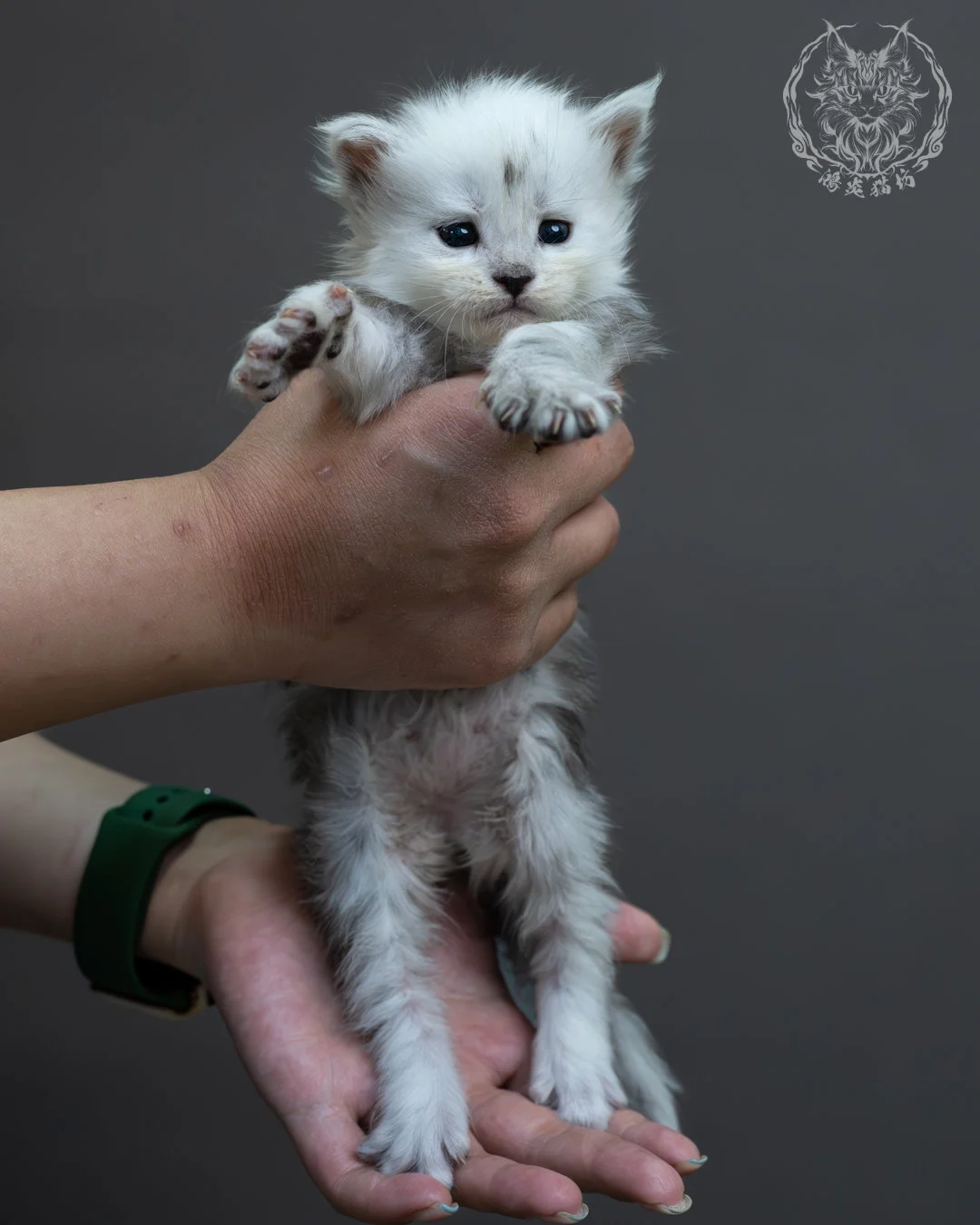 黑高煙緬因貓 6