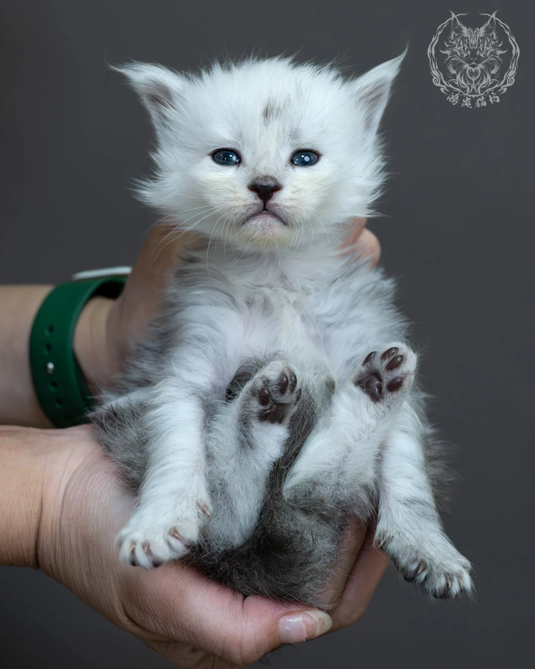 黑高煙緬因貓 12