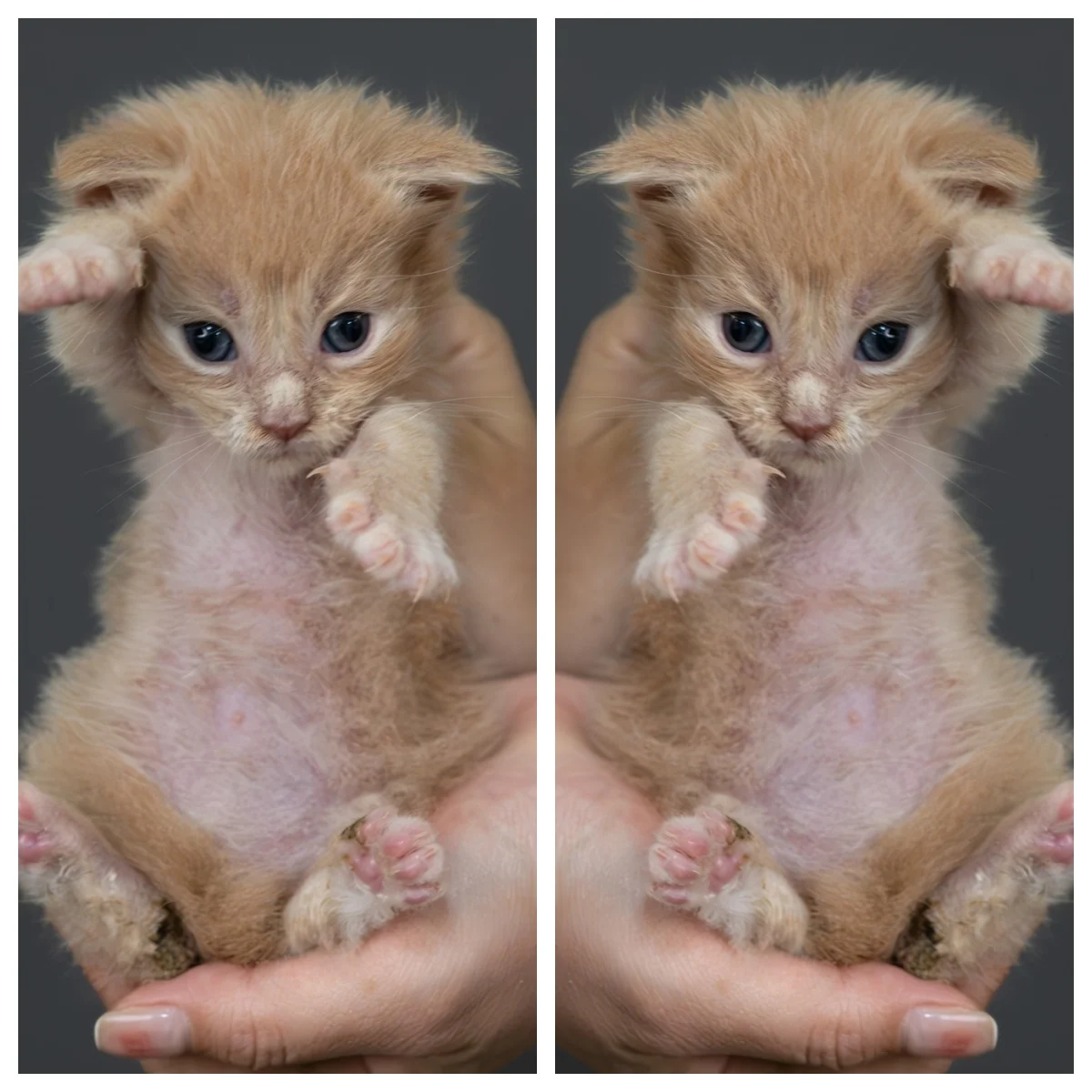 奶油虎斑緬因貓4周記錄