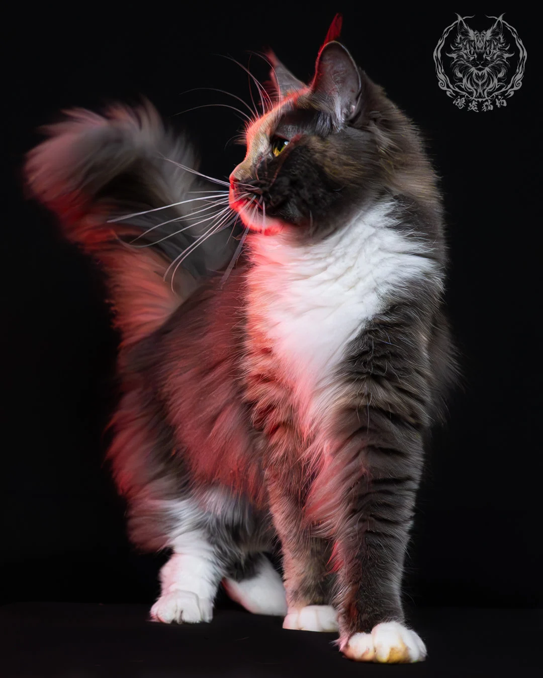 藍乳玳帽緬因貓 3