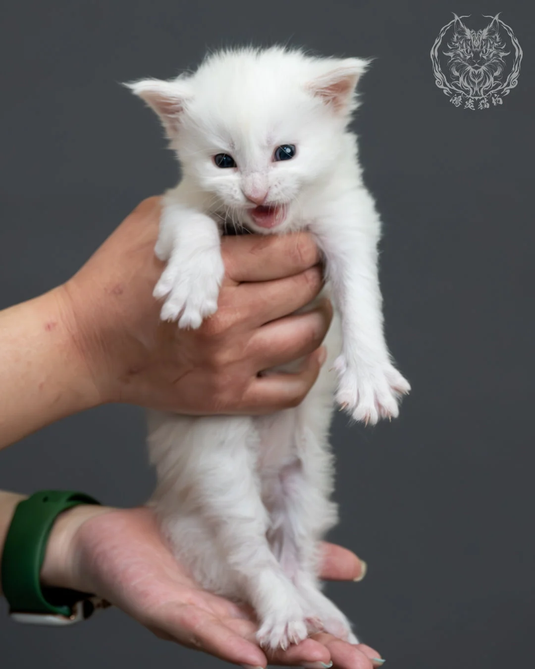 紅銀貝殼色緬因貓 5