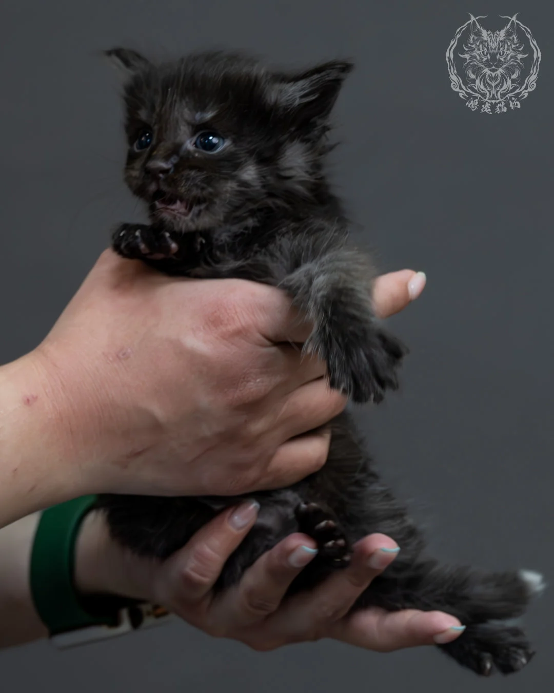 黑煙燻緬因貓 4