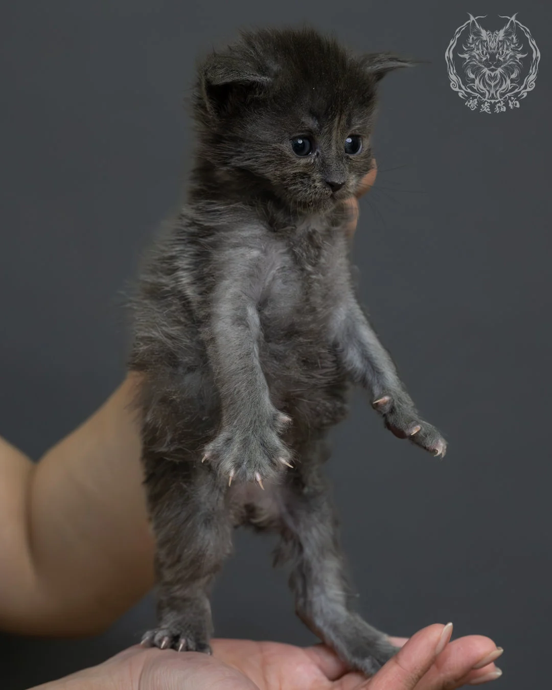 藍煙燻緬因貓 6