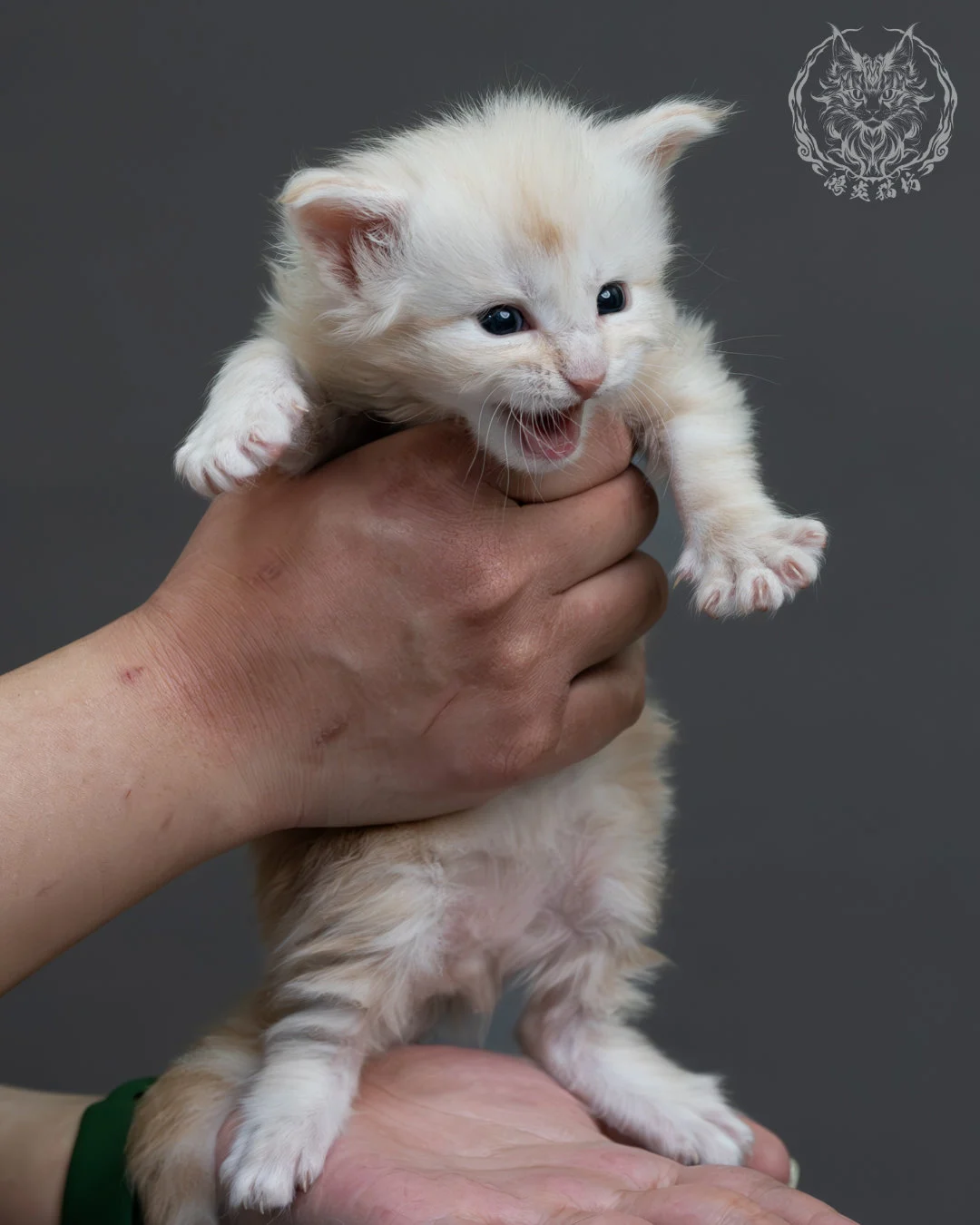 紅銀虎斑緬因貓 3