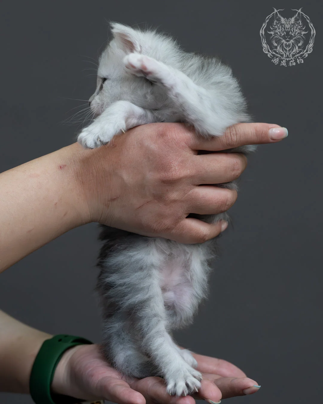 藍銀陰影緬因貓 4